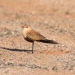 Australian Pratincole (Stiltia isabella), Alice Springs NT