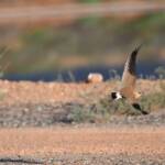 Australian Pratincole (Stiltia isabella), Alice Springs NT © Dorothy Latimer