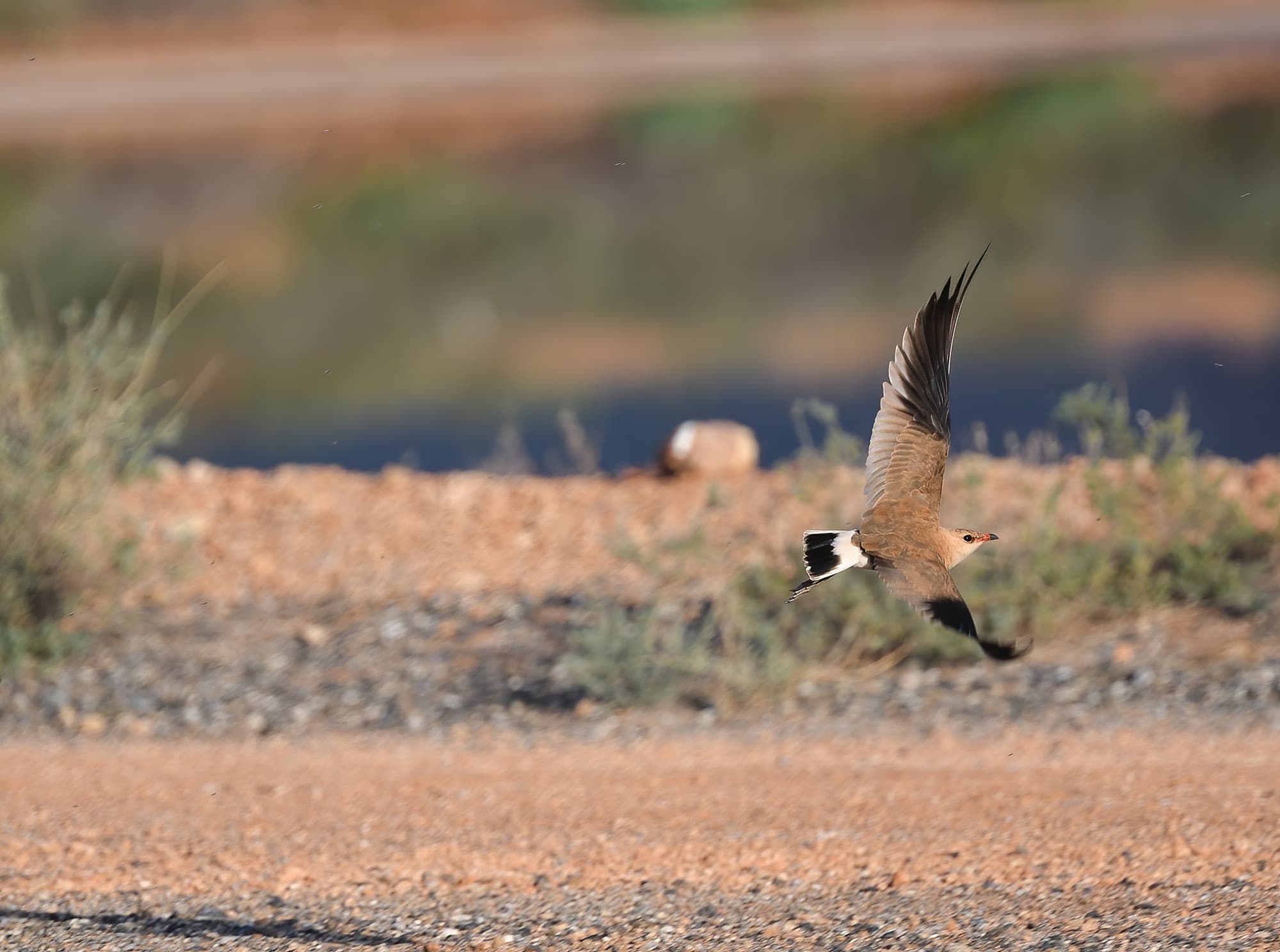 A bit of Ruff at the Poo Ponds
