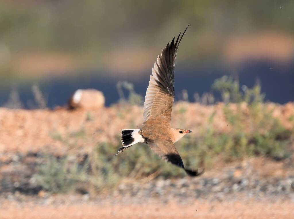 Australian Pratincole (Stiltia isabella), Alice Springs NT © Dorothy Latimer