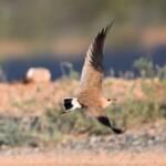 Australian Pratincole (Stiltia isabella), Alice Springs NT © Dorothy Latimer