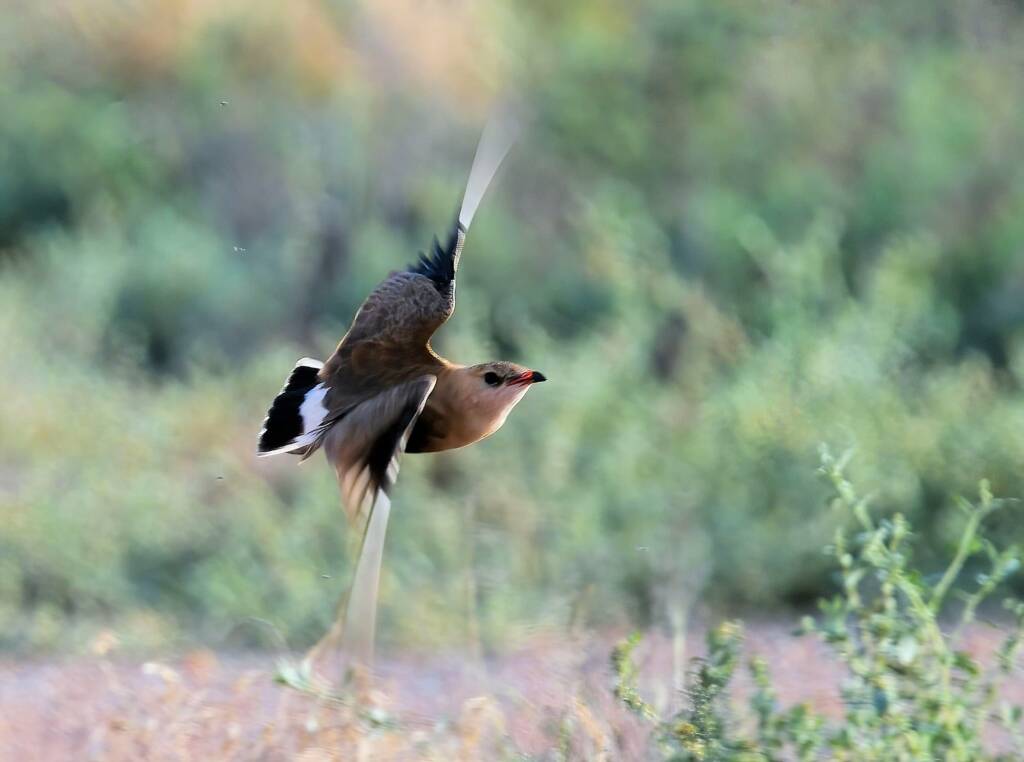 Australian Pratincole (Stiltia isabella), Alice Springs NT © Dorothy Latimer
