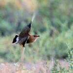 Australian Pratincole (Stiltia isabella), Alice Springs NT © Dorothy Latimer