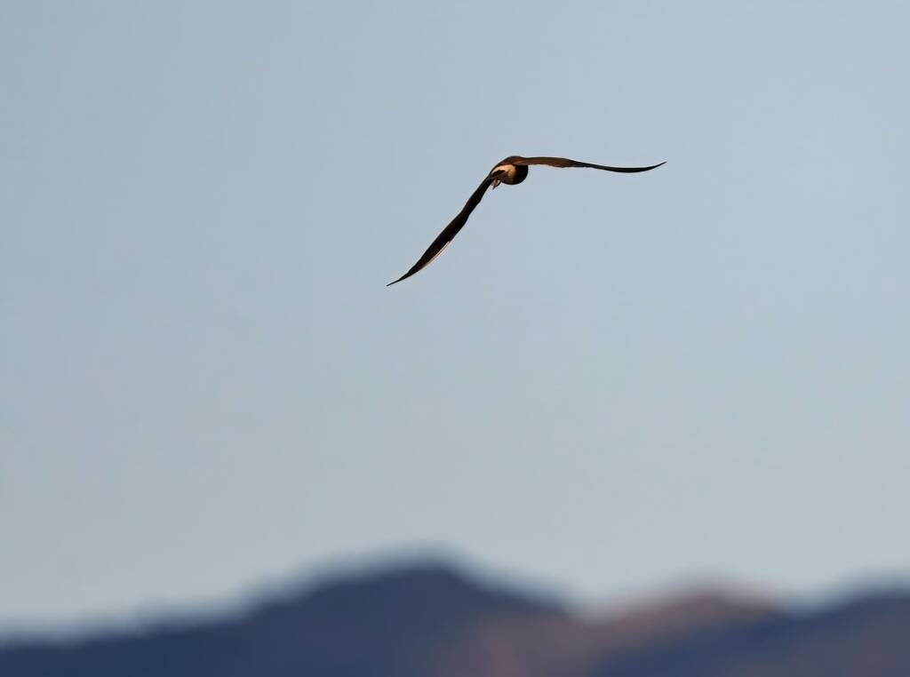Australian Pratincole (Stiltia isabella), Alice Springs NT