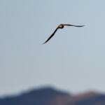 Australian Pratincole (Stiltia isabella), Alice Springs NT