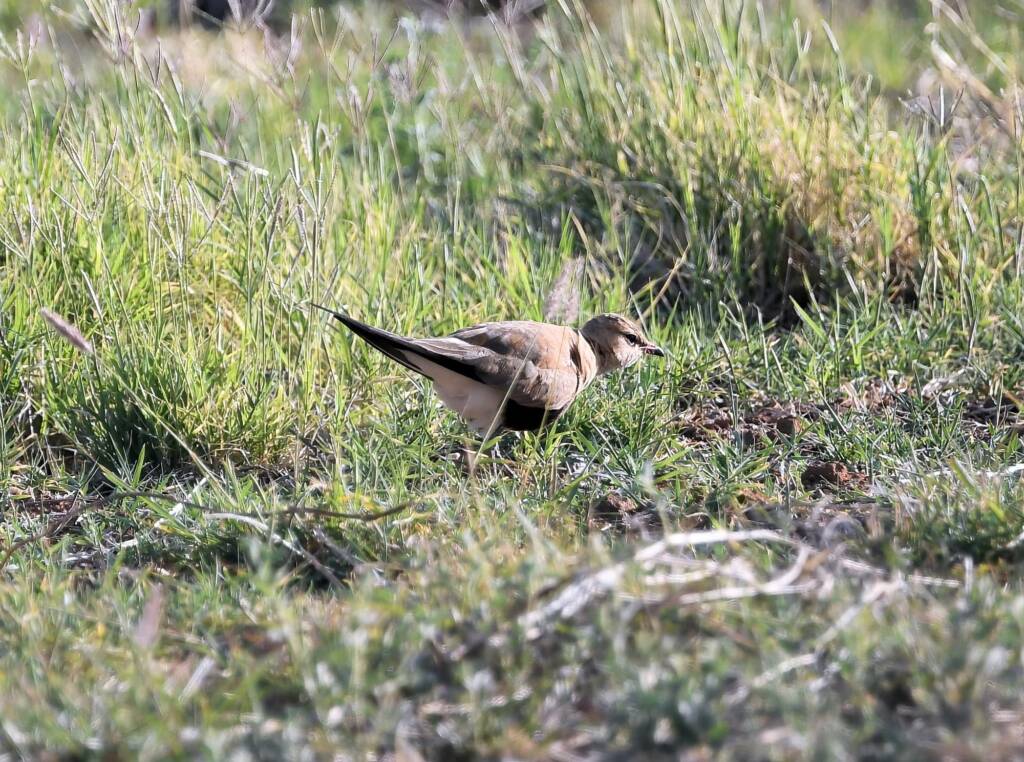 Australian Pratincole (Stiltia isabella), Alice Springs NT