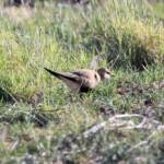 Australian Pratincole (Stiltia isabella), Alice Springs NT