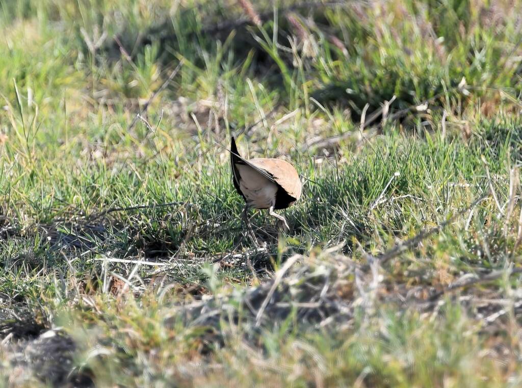 Australian Pratincole (Stiltia isabella), Alice Springs NT