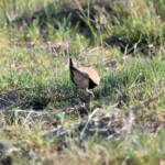 Australian Pratincole (Stiltia isabella), Alice Springs NT
