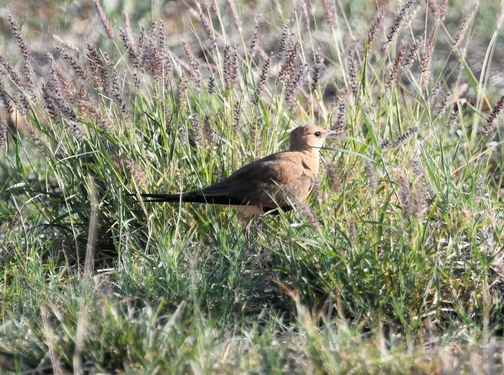 Australian Pratincole (Stiltia isabella), Alice Springs NT