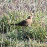 Australian Pratincole (Stiltia isabella), Alice Springs NT