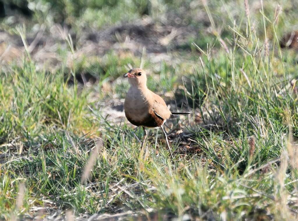 Australian Pratincole (Stiltia isabella), Alice Springs NT