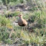 Australian Pratincole (Stiltia isabella), Alice Springs NT