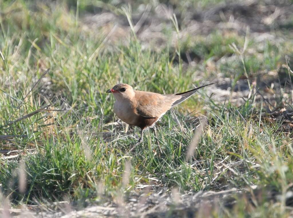 Australian Pratincole (Stiltia isabella), Alice Springs NT