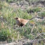 Australian Pratincole (Stiltia isabella), Alice Springs NT