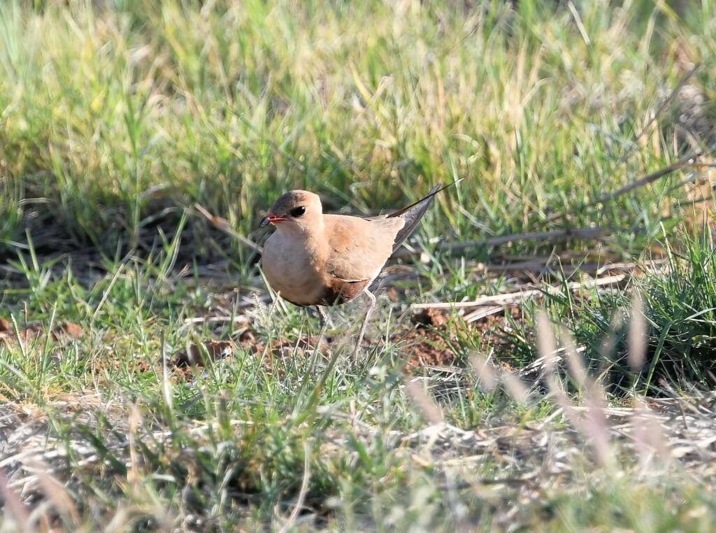 Australian Pratincole (Stiltia isabella), Alice Springs NT