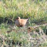 Australian Pratincole (Stiltia isabella), Alice Springs NT