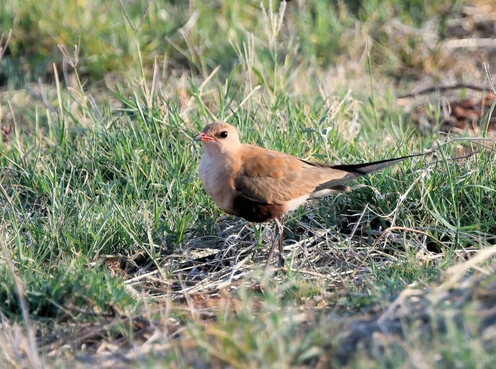 Australian Pratincole (Stiltia isabella), Alice Springs NT