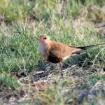 Australian Pratincole (Stiltia isabella), Alice Springs NT