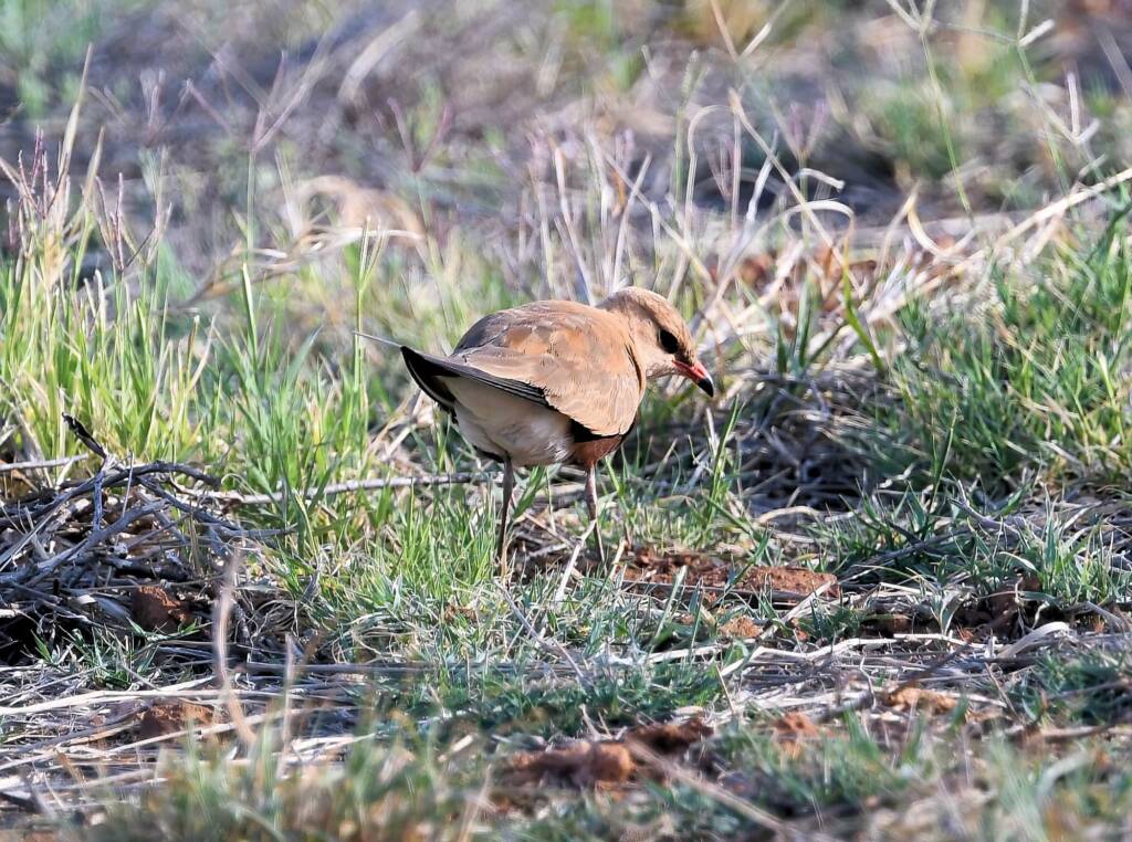 Australian Pratincole (Stiltia isabella), Alice Springs NT