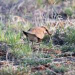Australian Pratincole (Stiltia isabella), Alice Springs NT
