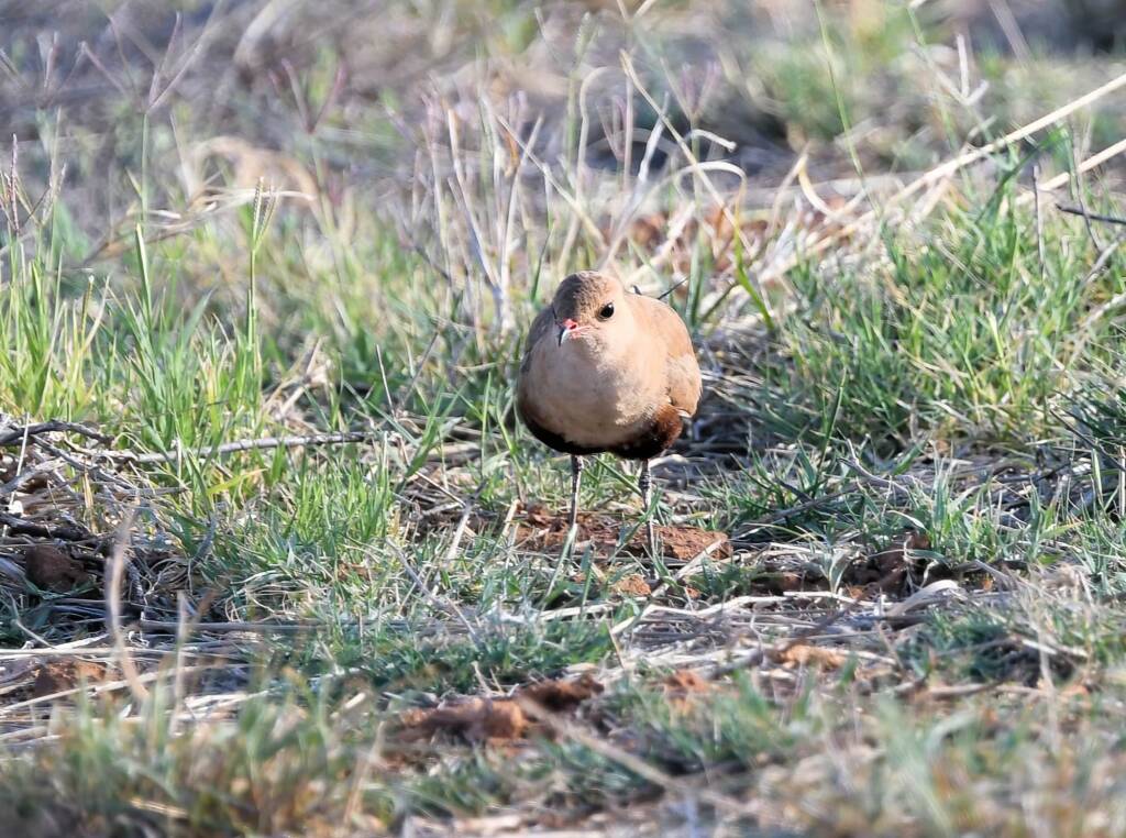 Australian Pratincole (Stiltia isabella), Alice Springs NT