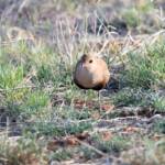Australian Pratincole (Stiltia isabella), Alice Springs NT