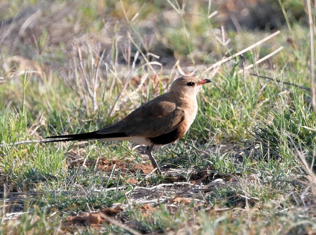 Australian Pratincole (Stiltia isabella), Alice Springs NT
