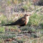 Australian Pratincole (Stiltia isabella), Alice Springs NT