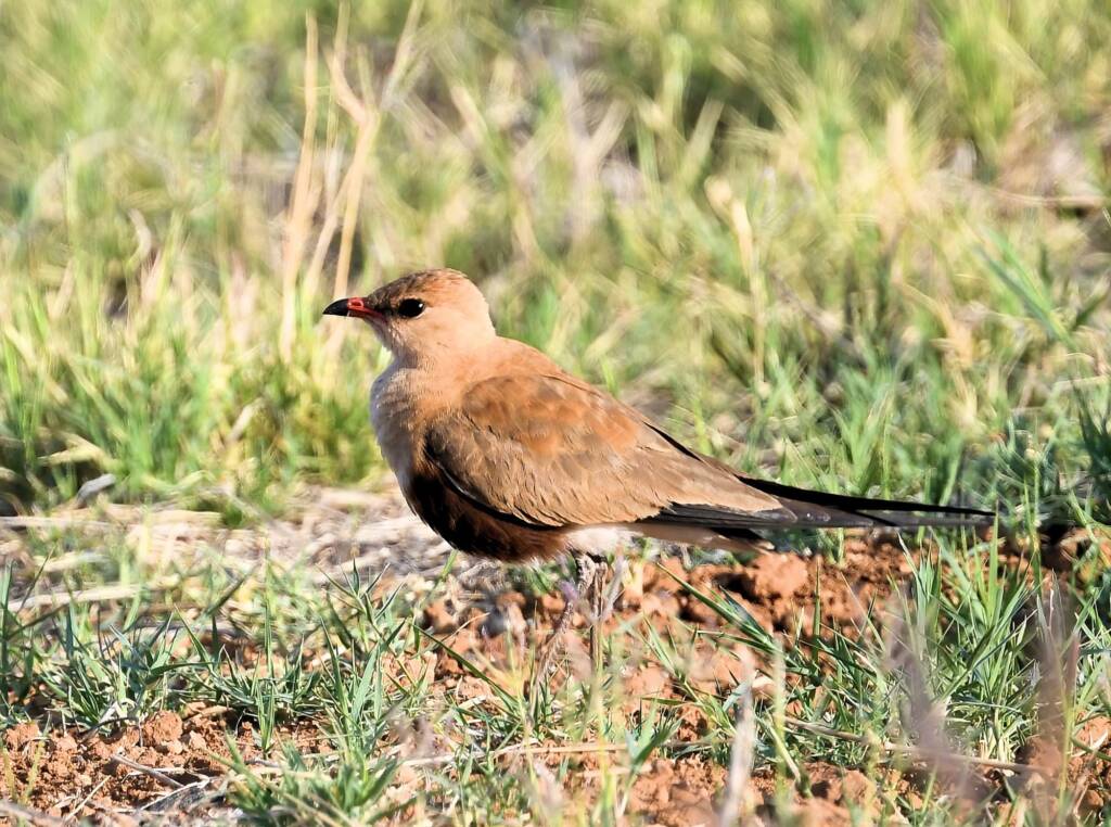 Australian Pratincole (Stiltia isabella), Alice Springs NT