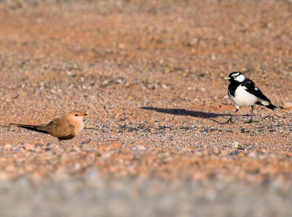 Australian Pratincole (Stiltia isabella) and Magpie-lark (Grallina cyanoleuca), Alice Springs NT