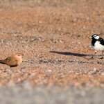 Australian Pratincole (Stiltia isabella) and Magpie-lark (Grallina cyanoleuca), Alice Springs NT