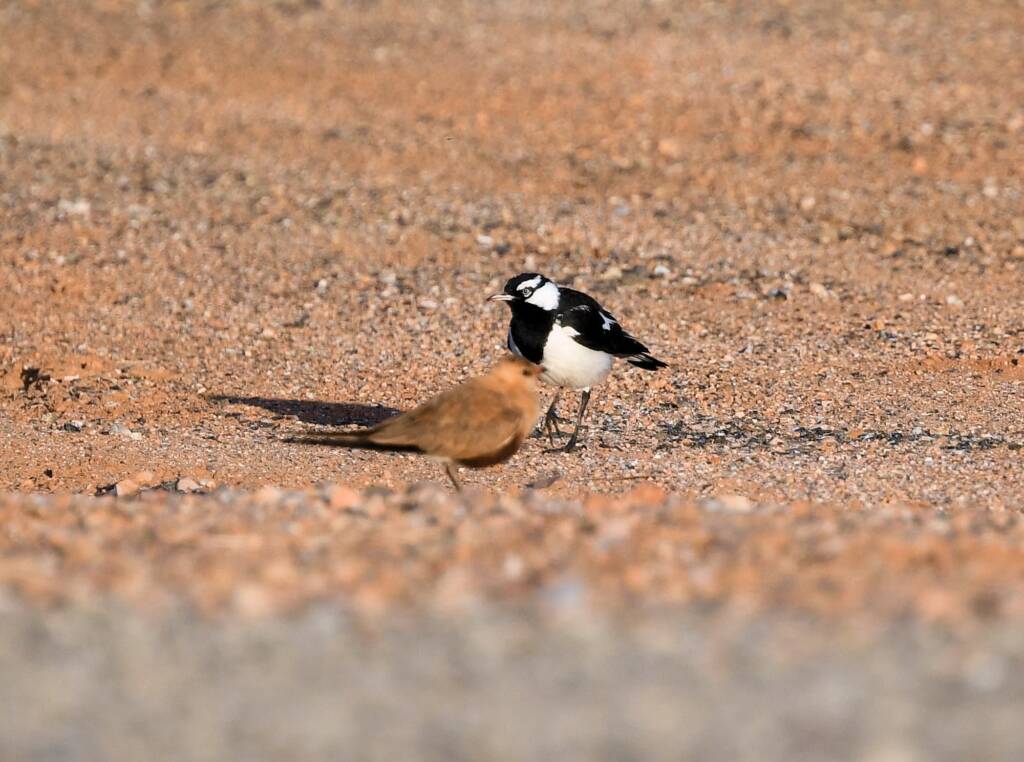 Australian Pratincole (Stiltia isabella) and Magpie-lark (Grallina cyanoleuca), Alice Springs NT