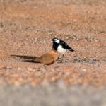 Australian Pratincole (Stiltia isabella) and Magpie-lark (Grallina cyanoleuca), Alice Springs NT