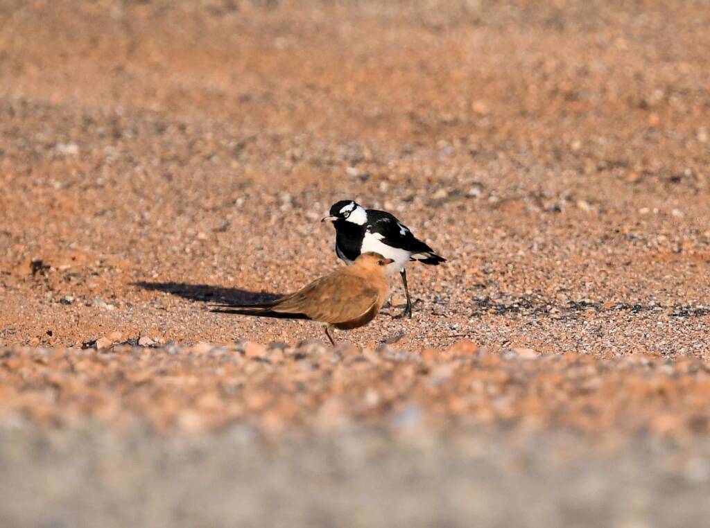 Australian Pratincole (Stiltia isabella) and Magpie-lark (Grallina cyanoleuca), Alice Springs NT
