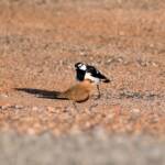 Australian Pratincole (Stiltia isabella) and Magpie-lark (Grallina cyanoleuca), Alice Springs NT