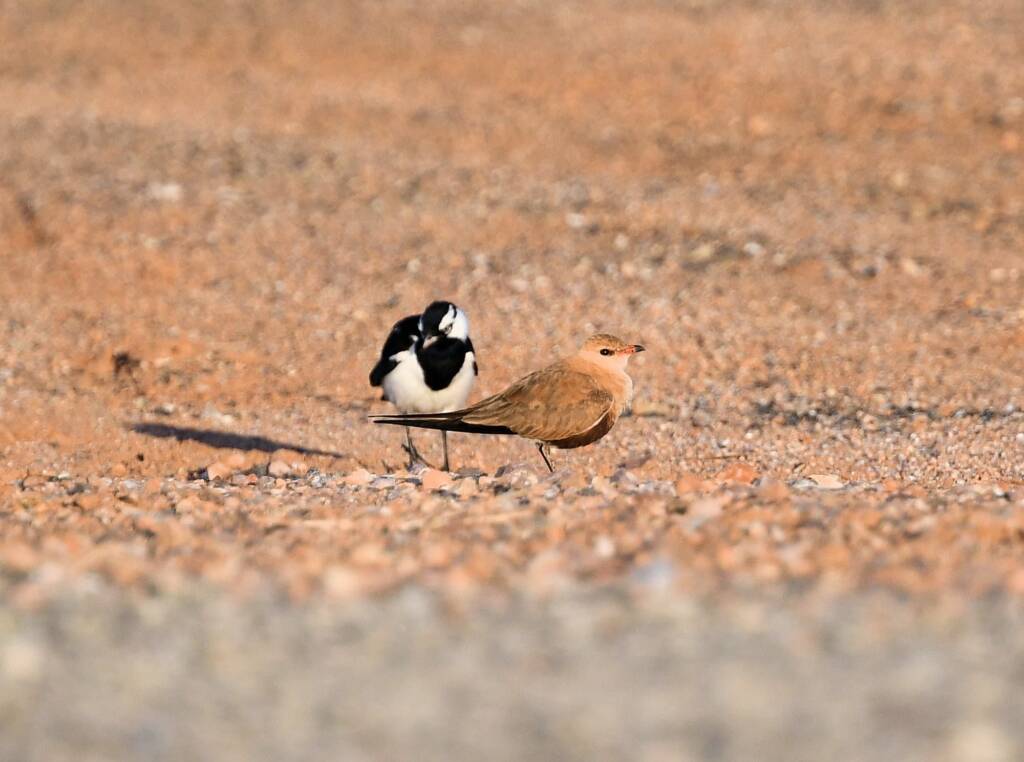 Australian Pratincole (Stiltia isabella) and Magpie-lark (Grallina cyanoleuca), Alice Springs NT