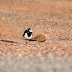 Australian Pratincole (Stiltia isabella) and Magpie-lark (Grallina cyanoleuca), Alice Springs NT