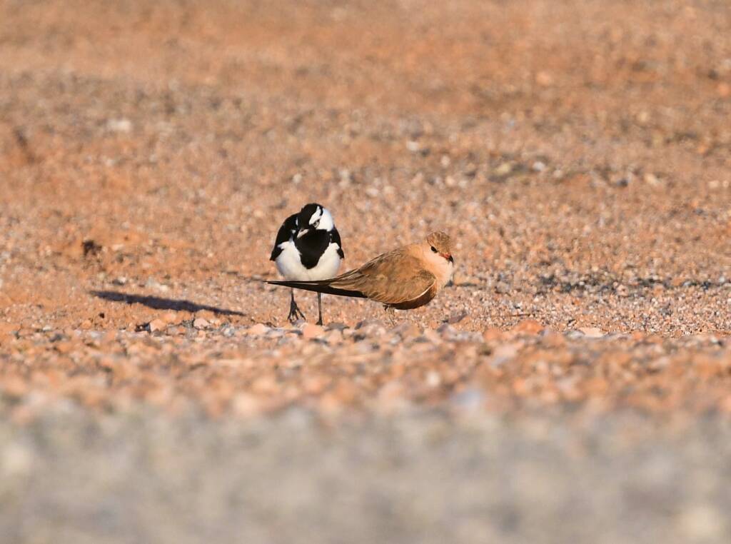 Australian Pratincole (Stiltia isabella) and Magpie-lark (Grallina cyanoleuca), Alice Springs NT