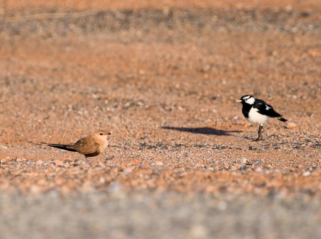 Australian Pratincole (Stiltia isabella) and Magpie-lark (Grallina cyanoleuca), Alice Springs NT