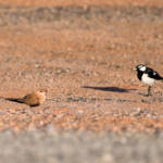 Australian Pratincole (Stiltia isabella) and Magpie-lark (Grallina cyanoleuca), Alice Springs NT