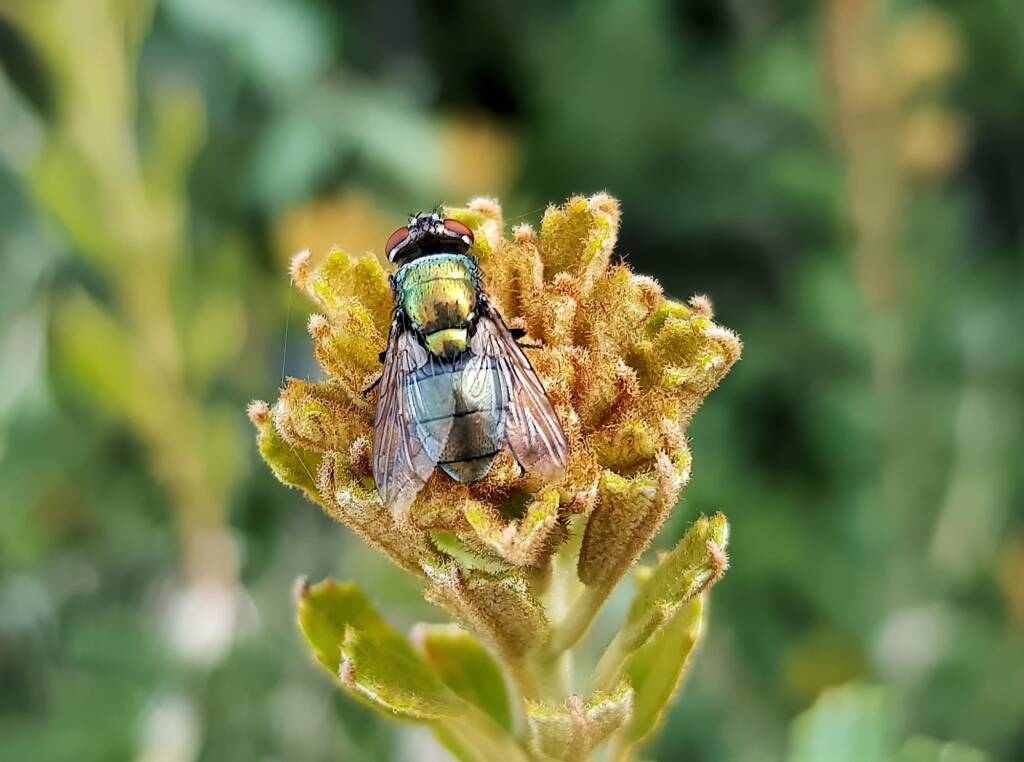 Australian Sheep Blowfly (Lucilia cuprina) also known as Green Blowfly