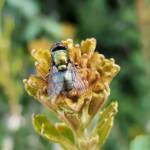 Australian Sheep Blowfly (Lucilia cuprina) also known as Green Blowfly