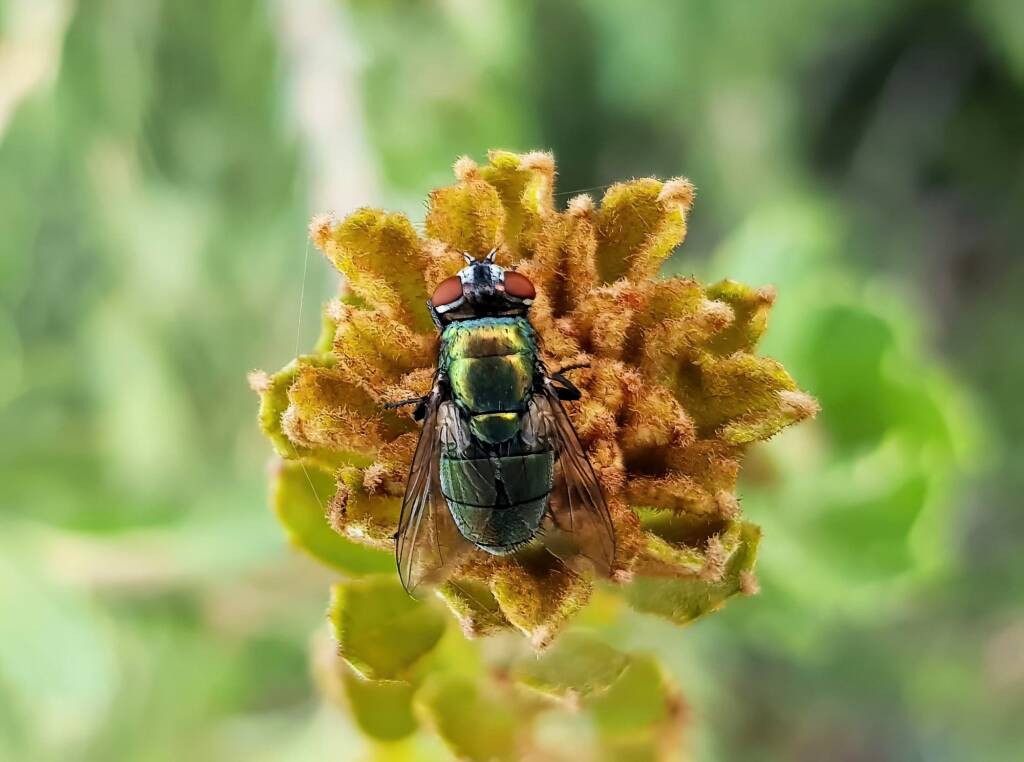 Australian Sheep Blowfly (Lucilia cuprina) also known as Green Blowfly