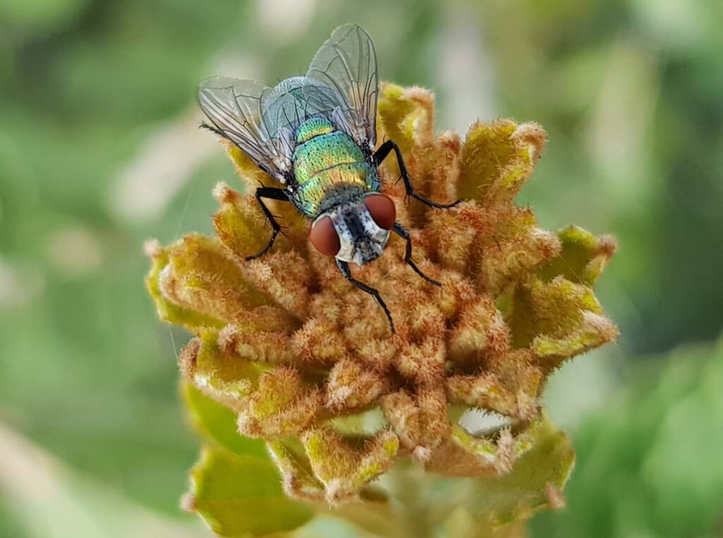 Australian Sheep Blowfly (Lucilia cuprina) also known as Green Blowfly