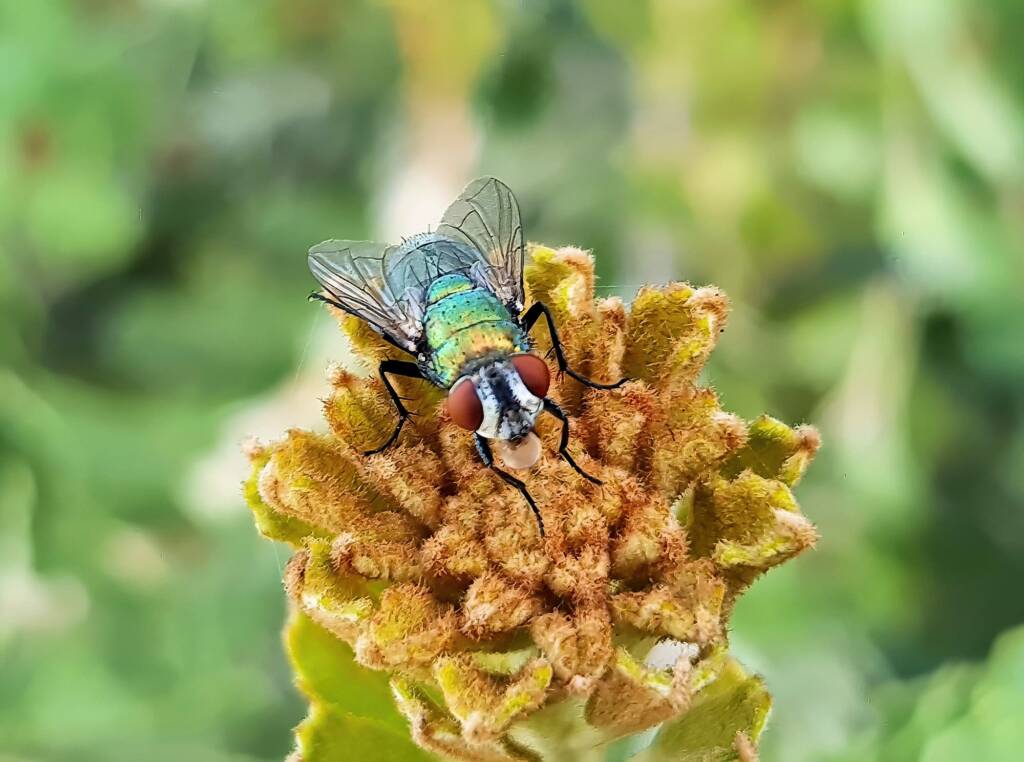 Australian Sheep Blowfly (Lucilia cuprina) also known as Green Blowfly