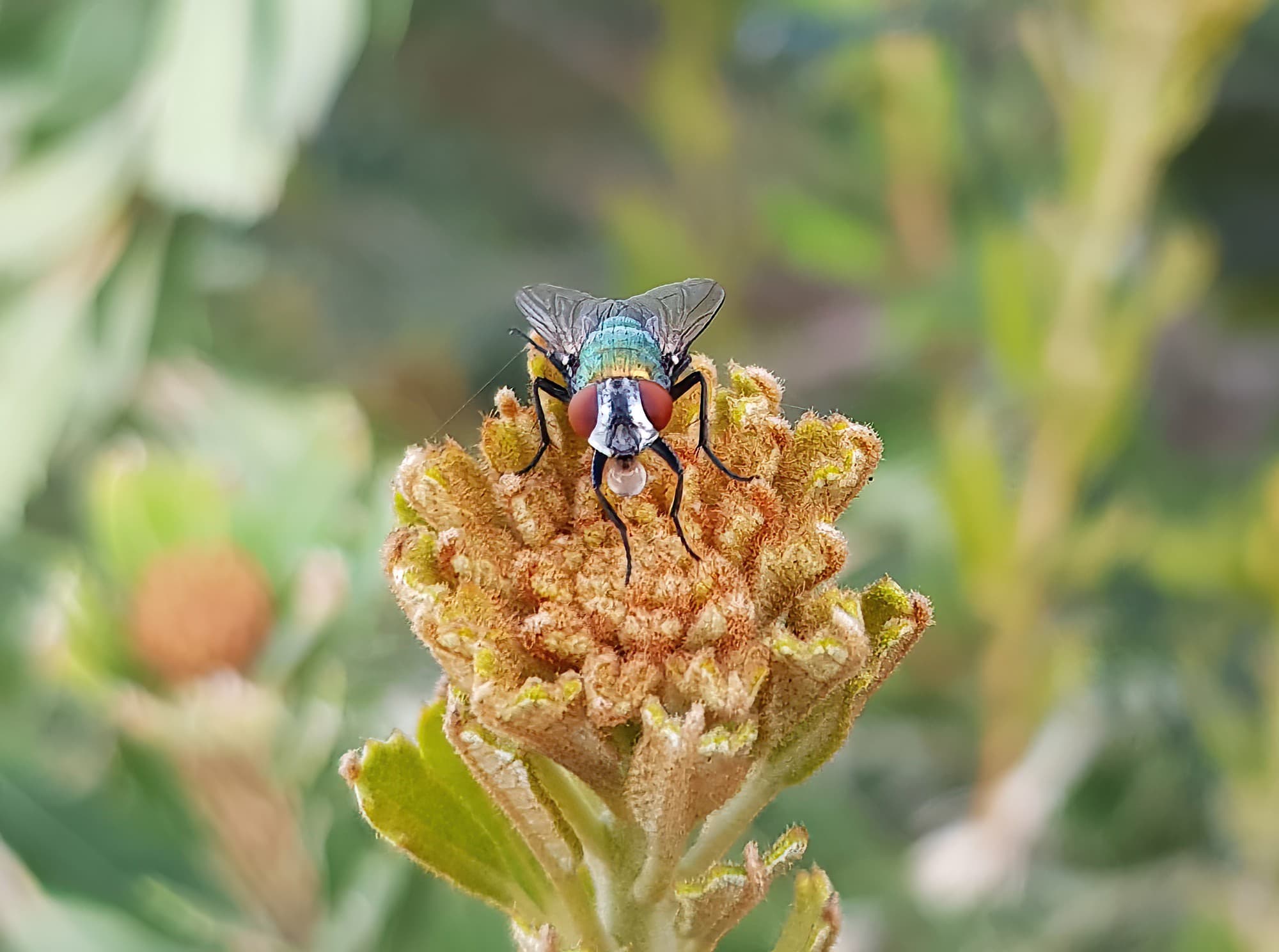 Life on the Banksia praemorsa