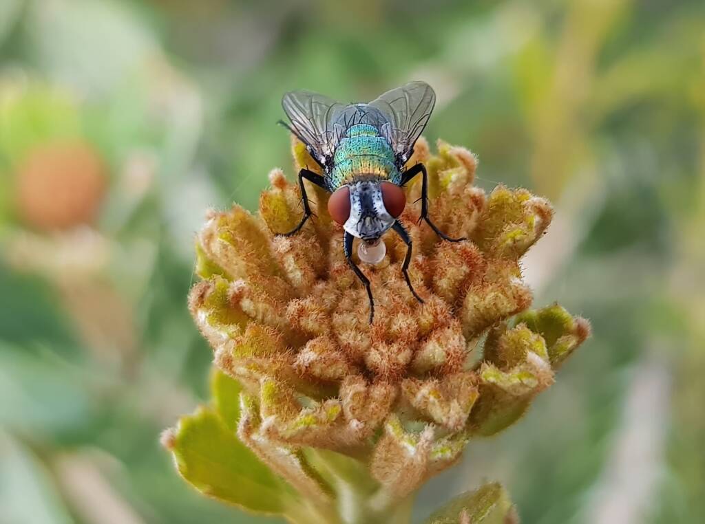 Australian Sheep Blowfly (Lucilia cuprina) also known as Green Blowfly