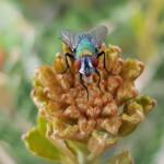 Australian Sheep Blowfly (Lucilia cuprina) also known as Green Blowfly