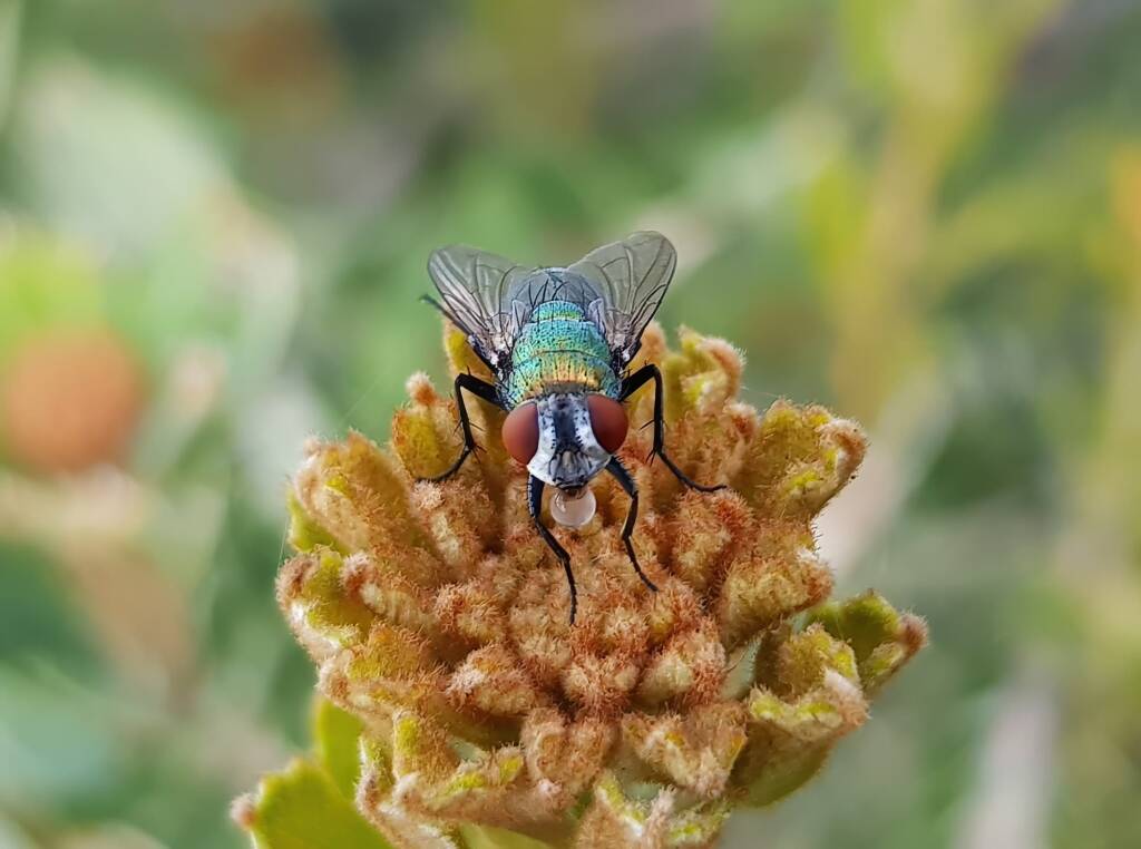 Australian Sheep Blowfly (Lucilia cuprina) also known as Green Blowfly